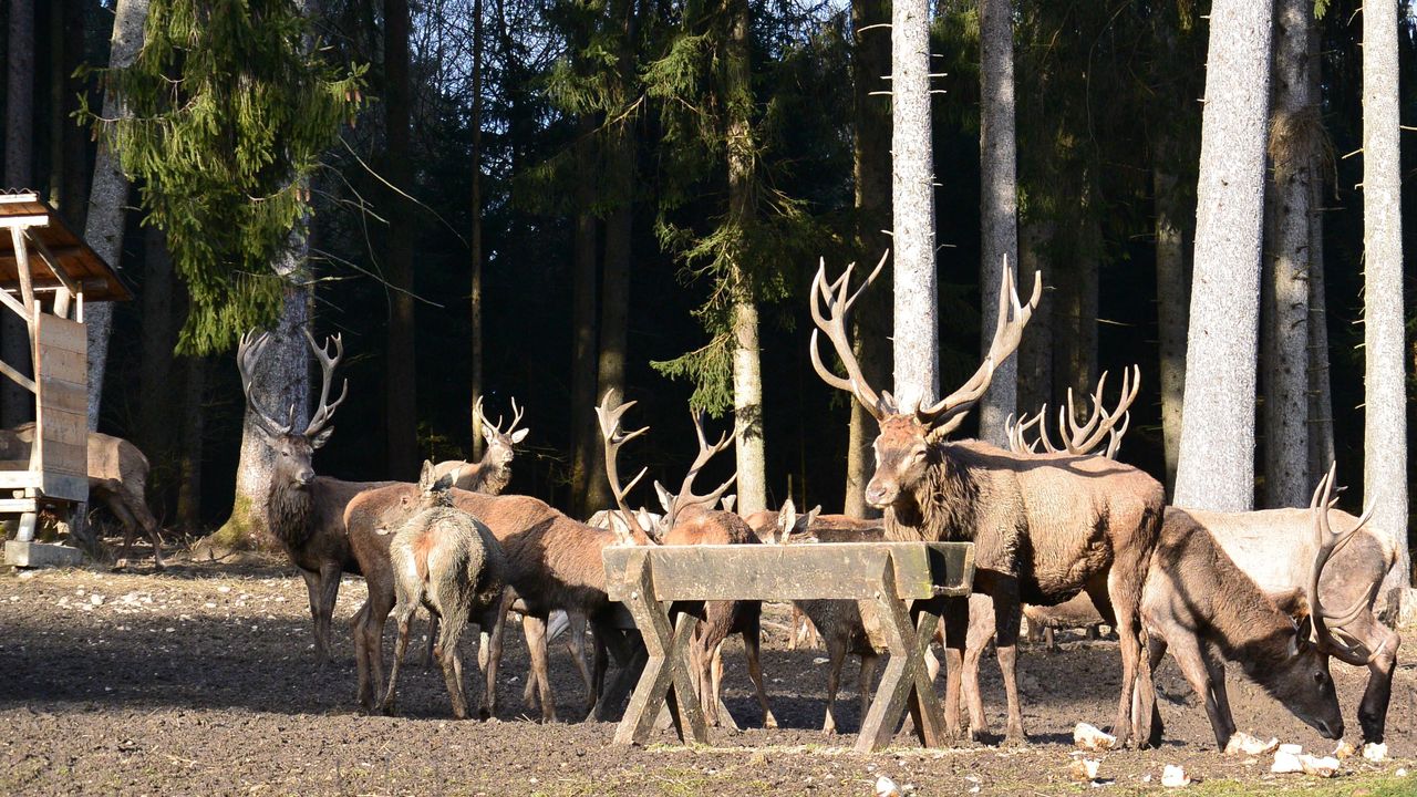Wildfütterung Schwangau Wildfütterung Schwangau